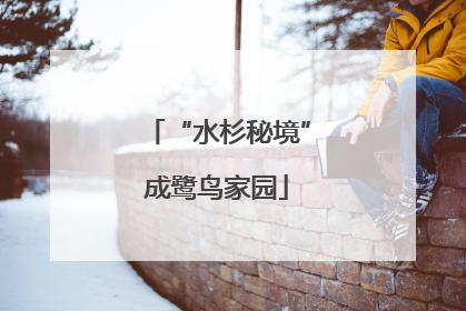 “水杉秘境”成鹭鸟家园