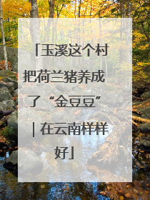 玉溪这个村把荷兰猪养成了“金豆豆”｜在云南样样好