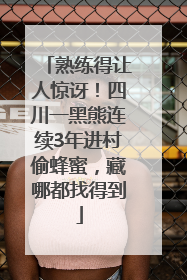 熟练得让人惊讶！四川一黑熊连续3年进村偷蜂蜜，藏哪都找得到