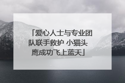 爱心人士与专业团队联手救护 小猫头鹰成功飞上蓝天