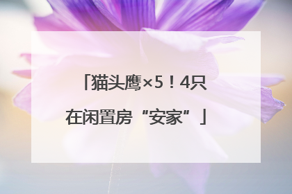 猫头鹰×5！4只在闲置房“安家”