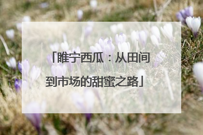睢宁西瓜：从田间到市场的甜蜜之路