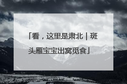 看，这里是肃北｜斑头雁宝宝出窝觅食