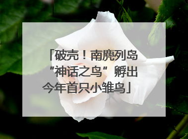 破壳！南麂列岛“神话之鸟”孵出今年首只小雏鸟