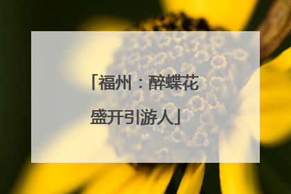 福州：醉蝶花盛开引游人