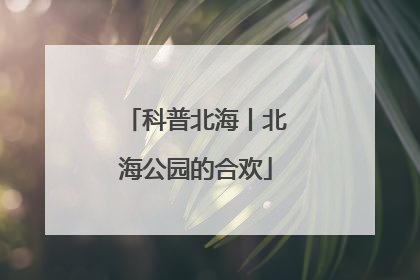 科普北海丨北海公园的合欢