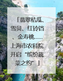 翡翠桔瓜、雪贝、红铃铛、金寿桃……上海市农科院开启“缤纷蔬菜之约”