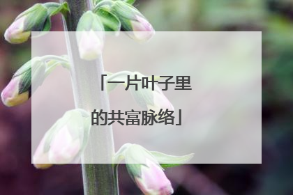 一片叶子里的共富脉络