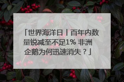 世界海洋日丨百年内数量锐减至不足1% 非洲企鹅为何迅速消失？