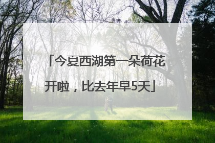 今夏西湖第一朵荷花开啦，比去年早5天
