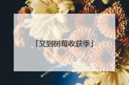 又到树莓收获季