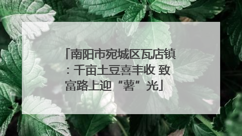 南阳市宛城区瓦店镇：千亩土豆喜丰收 致富路上迎“薯”光