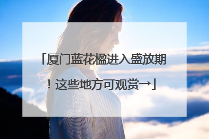 厦门蓝花楹进入盛放期！这些地方可观赏→