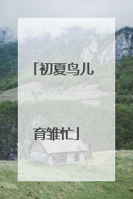 初夏鸟儿育雏忙