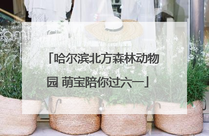 哈尔滨北方森林动物园 萌宝陪你过六一
