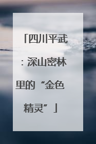 四川平武：深山密林里的“金色精灵”