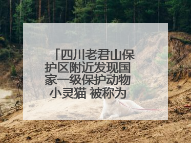 四川老君山保护区附近发现国家一级保护动物小灵猫 被称为“生态试纸”