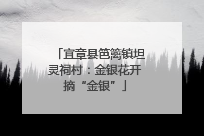 宜章县笆篱镇坦灵祠村：金银花开摘“金银”