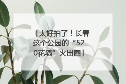 太好拍了！长春这个公园的“520花墙”火出圈