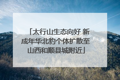 太行山生态向好 新成年华北豹个体扩散至山西和顺县城附近