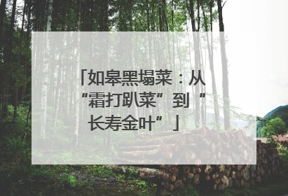 如皋黑塌菜：从“霜打趴菜”到“长寿金叶”