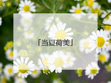 当夏荷美