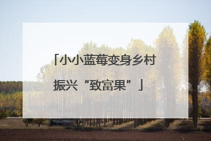 小小蓝莓变身乡村振兴“致富果”
