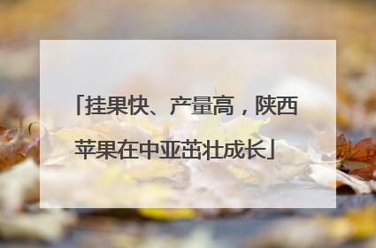 挂果快、产量高，陕西苹果在中亚茁壮成长