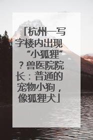 杭州一写字楼内出现“小狐狸”？兽医院院长：普通的宠物小狗，像狐狸犬