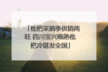 枇杷采摘季供销两旺 四川宝兴晚熟枇杷冷链发全国