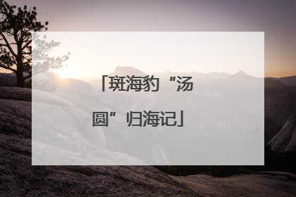 斑海豹“汤圆”归海记