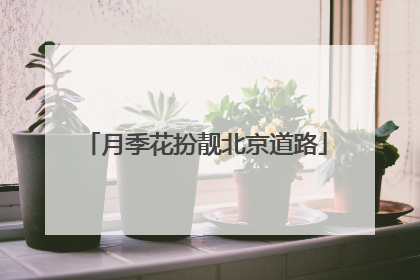 月季花扮靓北京道路