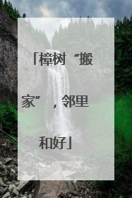 樟树“搬家”，邻里和好