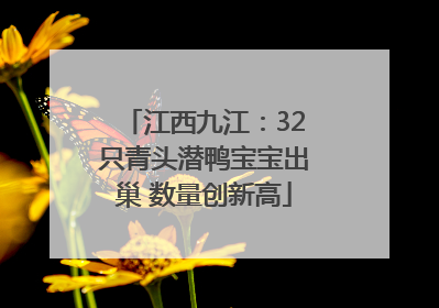 江西九江：32只青头潜鸭宝宝出巢 数量创新高