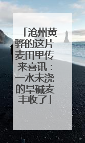 沧州黄骅的这片麦田里传来喜讯：一水未浇的旱碱麦丰收了