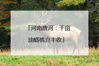 河南唐河：千亩油蟠桃喜丰收