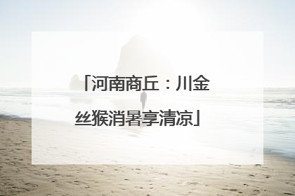 河南商丘：川金丝猴消暑享清凉