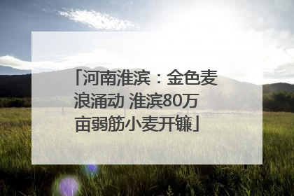 河南淮滨：金色麦浪涌动 淮滨80万亩弱筋小麦开镰