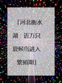 河北衡水湖：近万只夏候鸟进入繁殖期