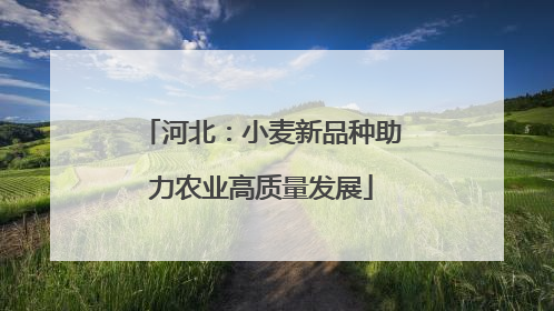 河北：小麦新品种助力农业高质量发展