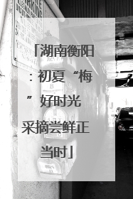 湖南衡阳：初夏“梅”好时光 采摘尝鲜正当时