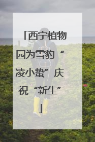 西宁植物园为雪豹“凌小蛰”庆祝“新生”