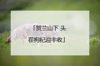 贺兰山下 头茬枸杞迎丰收