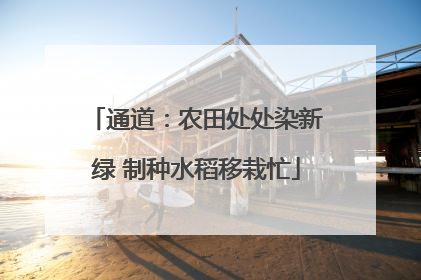 通道：农田处处染新绿 制种水稻移栽忙